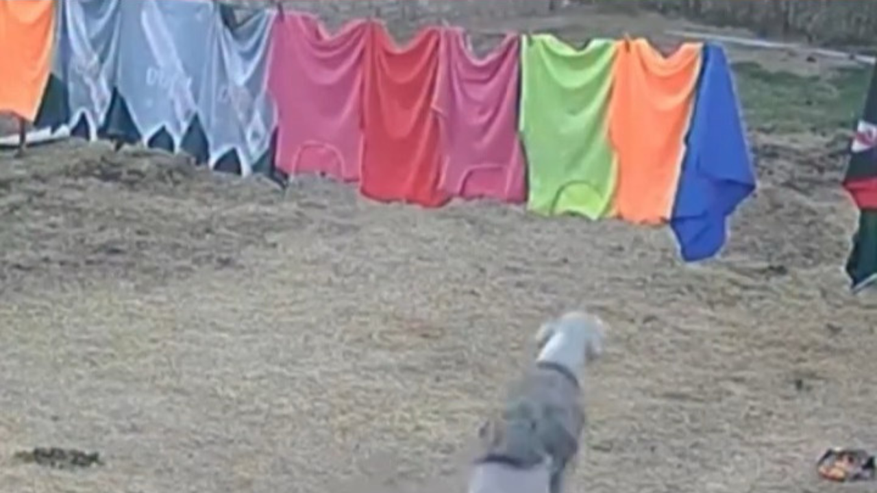 Cachorro avança contra roupas no varal e faz a farra com vestes limpas; assista ao vídeo