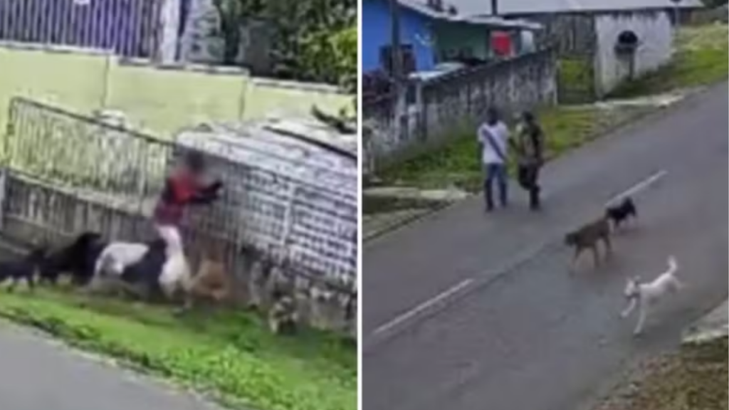 Vídeo: Ataque de nove cães deixa menino ferido; câmeras registram cena