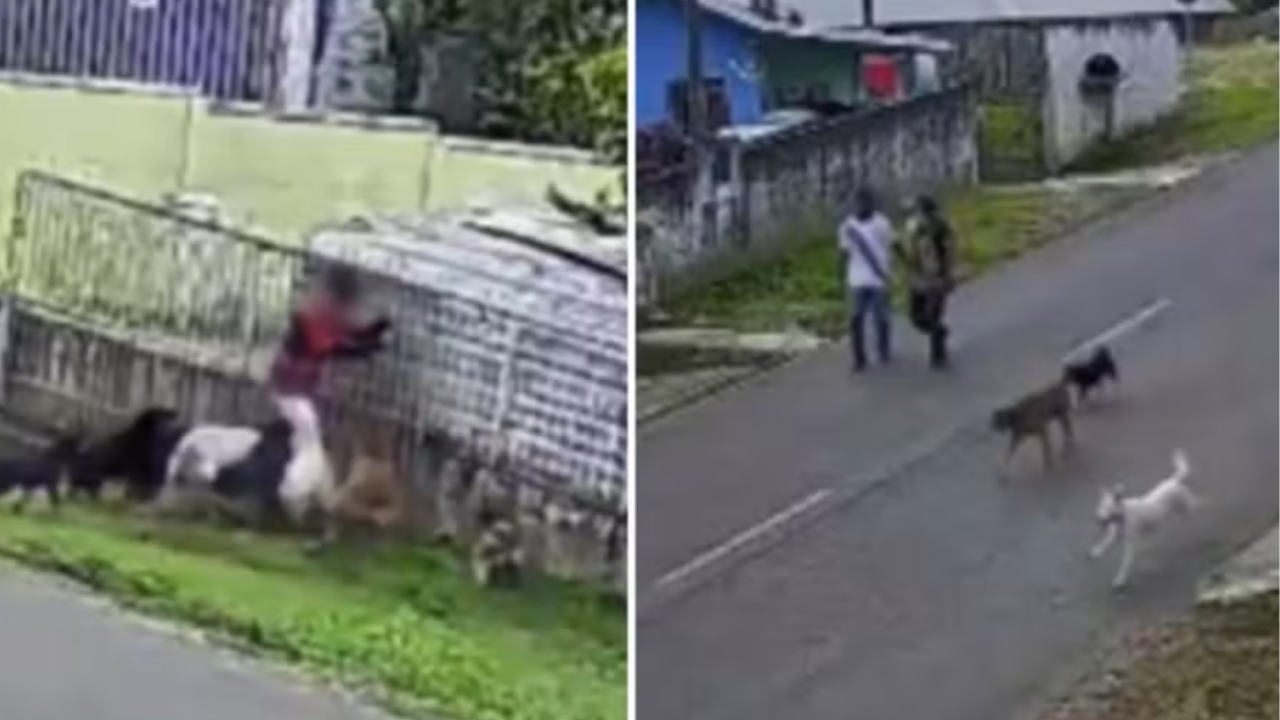 Vídeo: Ataque de nove cães deixa menino ferido; câmeras registram cena