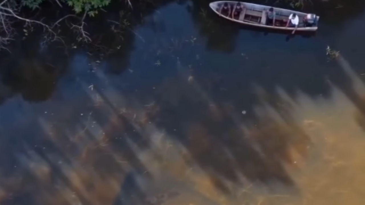 Vídeo: Arraia gigante surpreende com imagens aéreas em afluente do Rio Araguaia