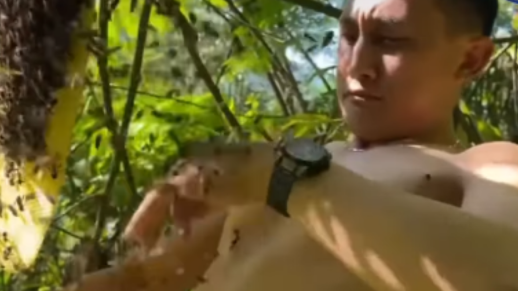 Vídeo: Homem coloca abelhas dentro da própria roupa e impressiona ao retirar mel direto da colmeia