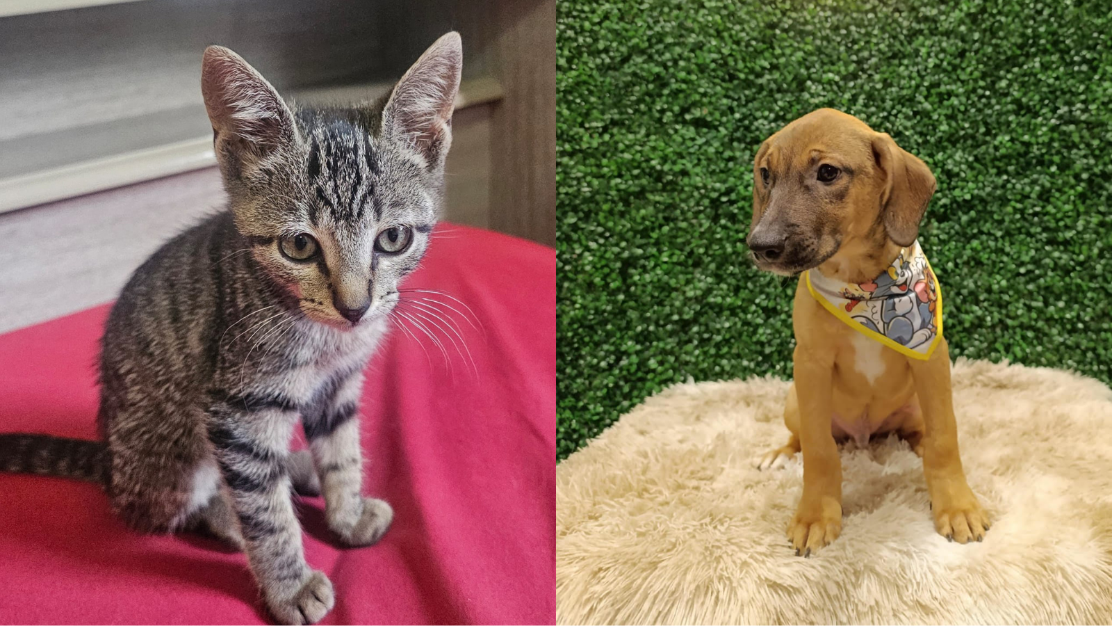 Aparecida promove feira de adoção com cães e gatos vacinados e castrados