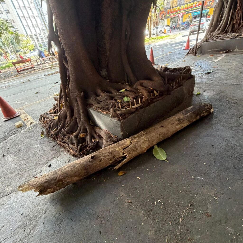 Galho de árvore cai em calçada no Setor Oeste e quase atinge pedestre em Goiânia