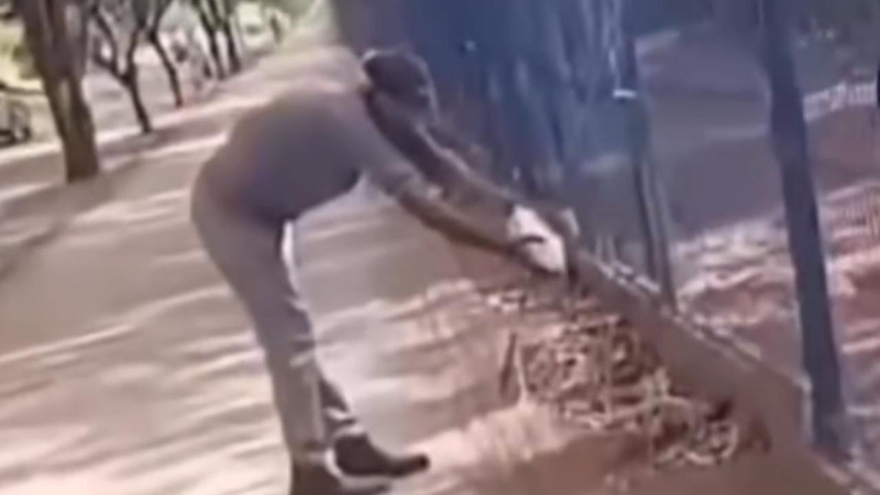 Trabalhador perde parte do dedo após ataque de Teiú em horto florestal; veja vídeo