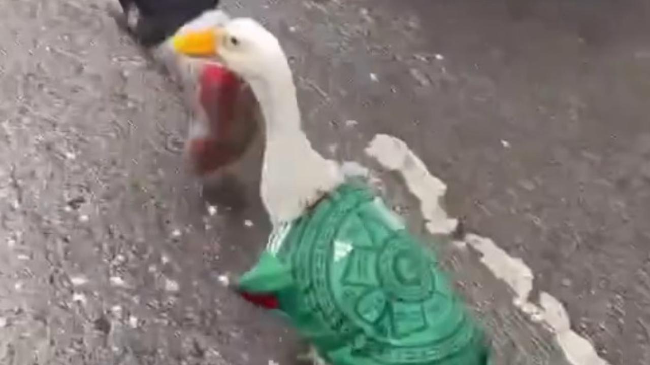 Vídeo: Pato com camisa da seleção mexicana vira atração na abertura da Copa do Mundo