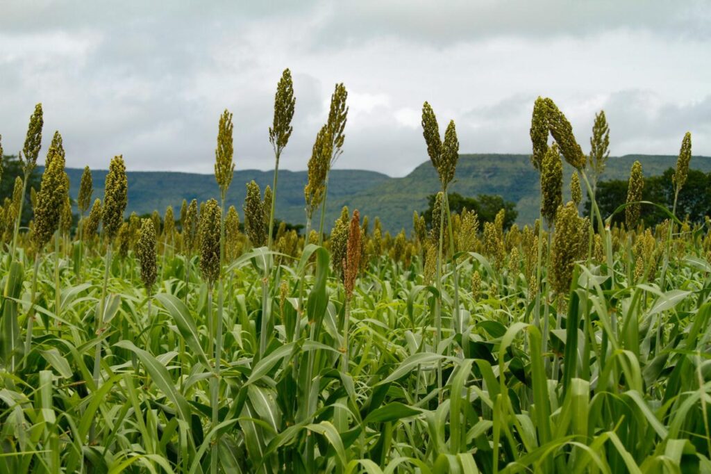 Goiás mantém liderança nacional na produção de sorgo pelo oitavo ano consecutivo