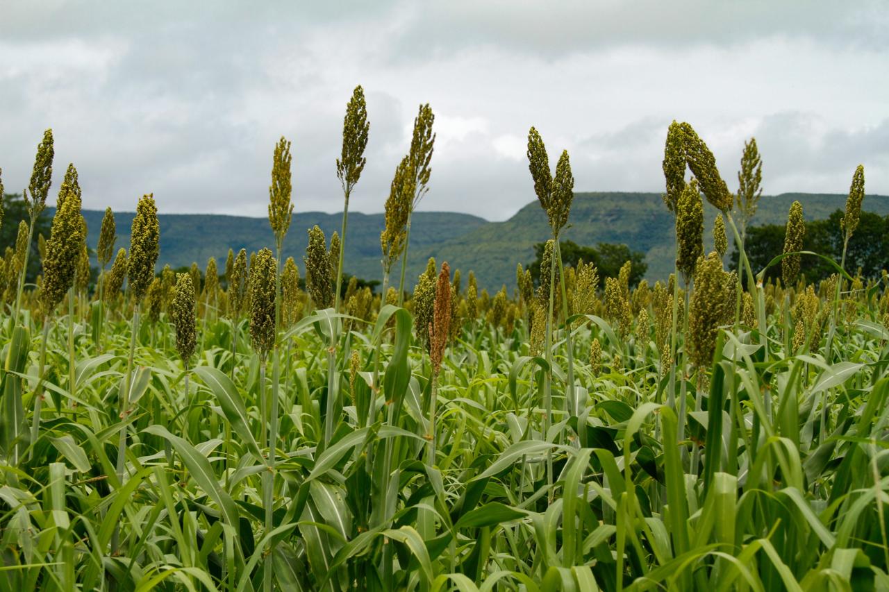 Goiás mantém liderança nacional na produção de sorgo pelo oitavo ano consecutivo