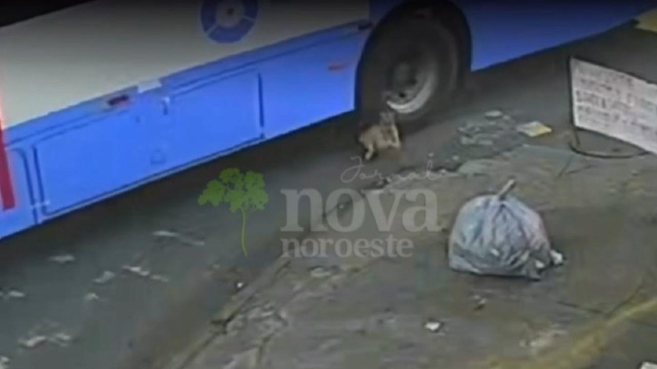 Vídeo: Cadela morre atropelada por ônibus em Goiânia