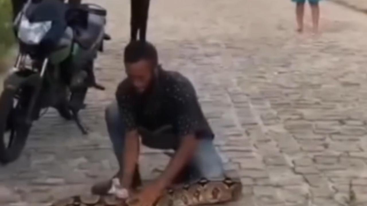 Morador captura jiboia de 3 metros em terreno e mobiliza bombeiros; veja vídeo