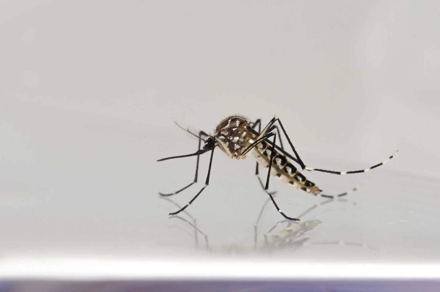 Goiás registra alta de 8,9% nos casos de dengue no primeiro semestre de 2026