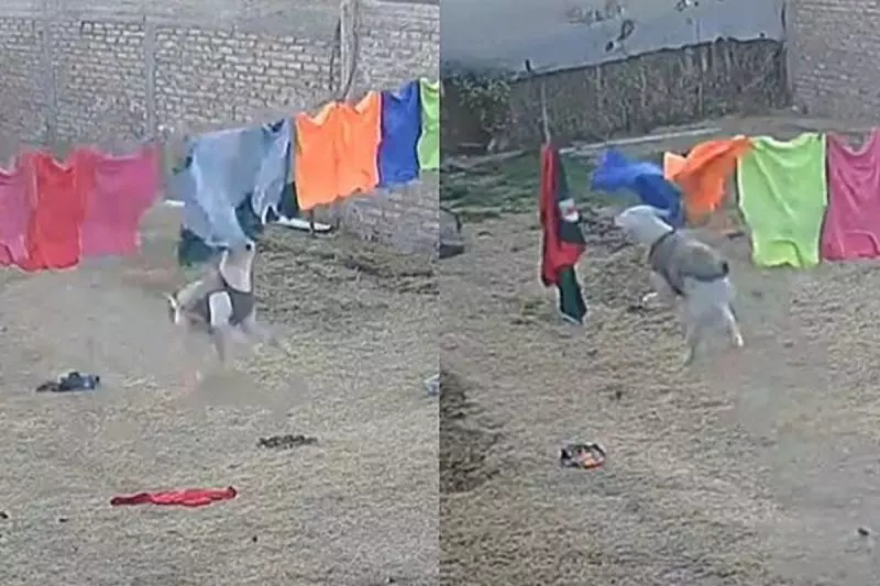 Vídeo: Cachorro avança contra roupas no varal e faz a farra com vestes limpas