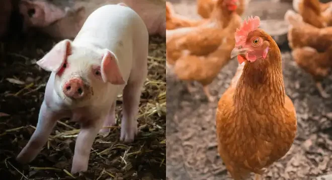 Custos de produção de suínos e frangos voltam a cair em maio, aponta Embrapa