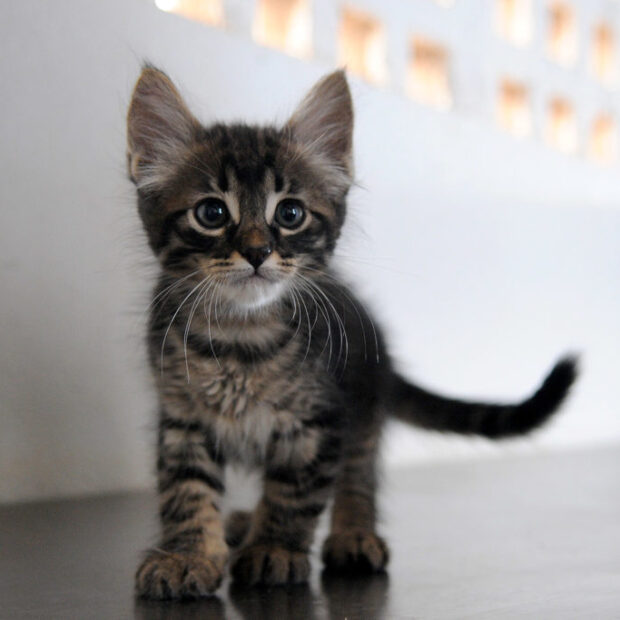 Estudo sueco indica que convívio com gatos não piora asma em crianças