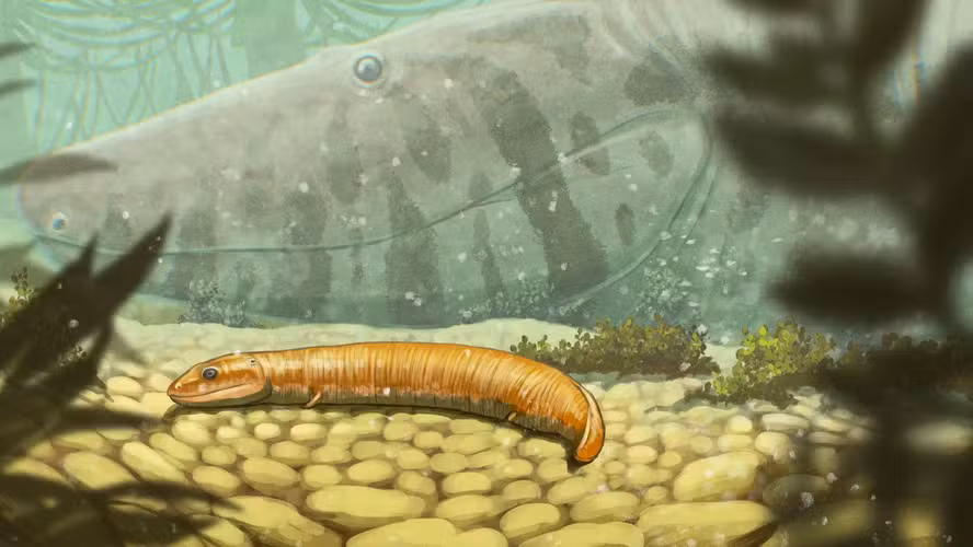 Fósseis indicam que primeiros tetrápodes não tinham fase larval