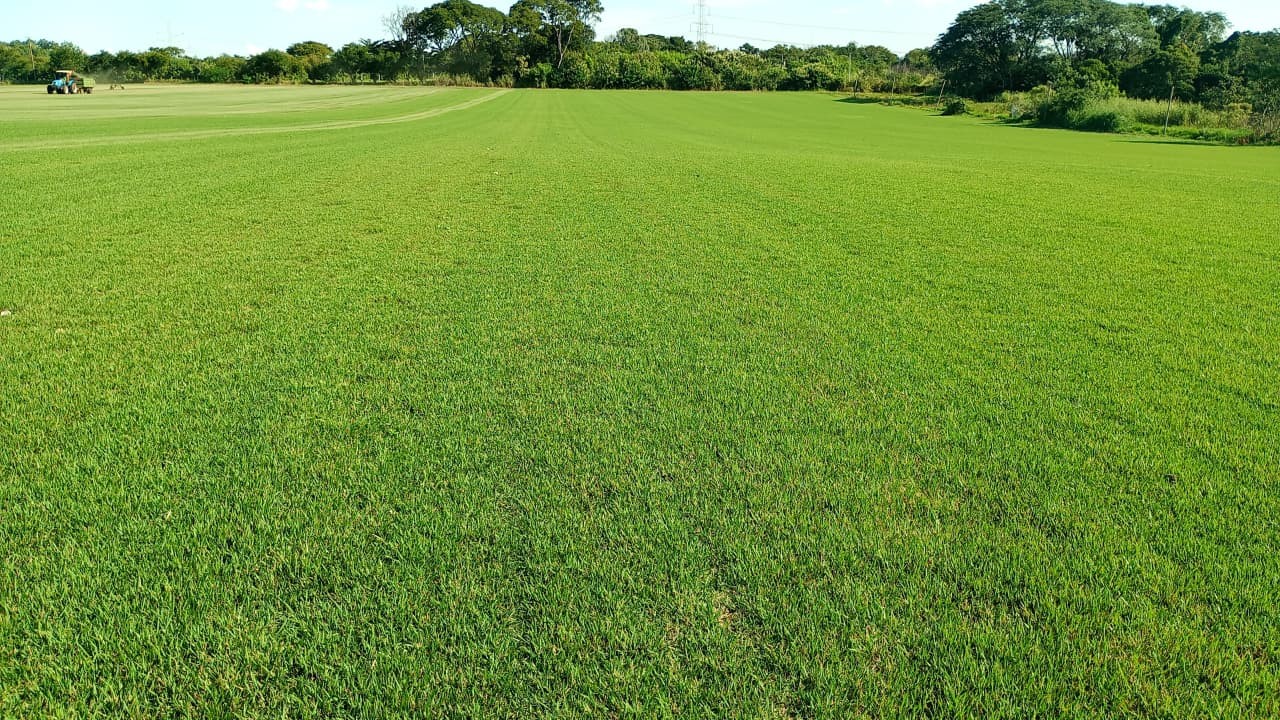 Região de Itapetininga é responsável por 18% da produção de grama do Brasil, aponta pesquisa