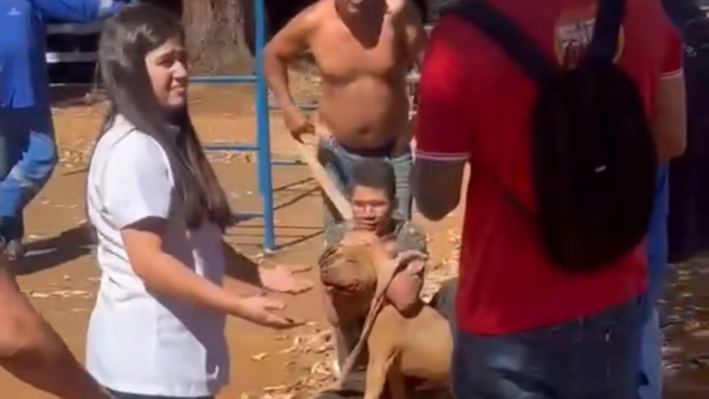 Pitbull solto agride pessoas e cachorros em praça de Goiânia. Veja vídeo