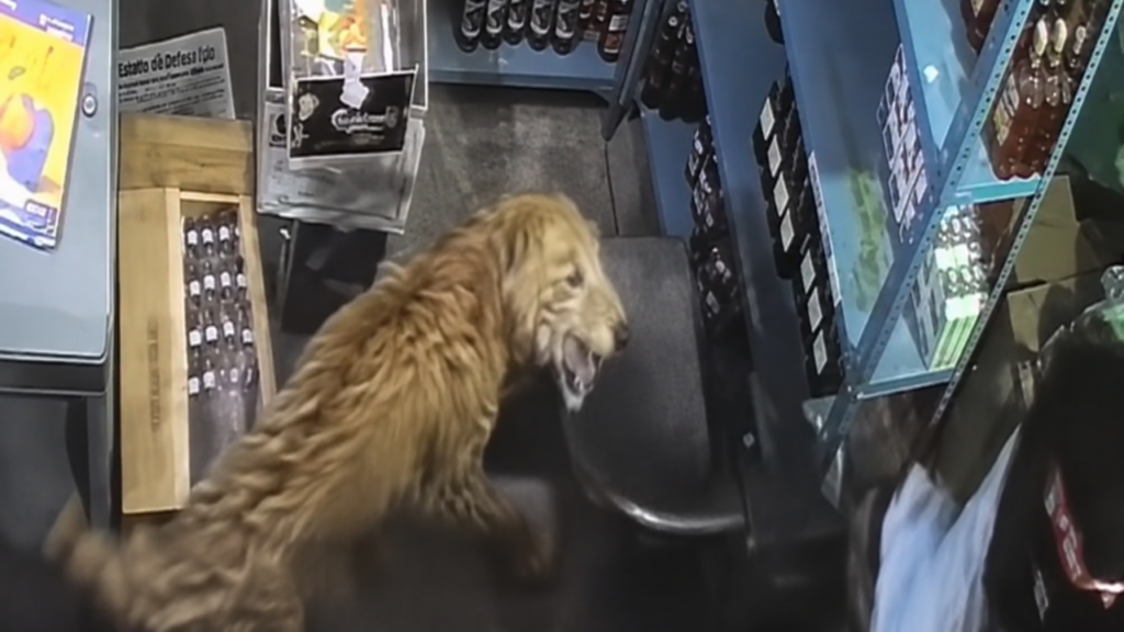 Vídeo: Leopardo invade loja de bebidas na Índia, ataca vendedor e é resgatado após 5 horas