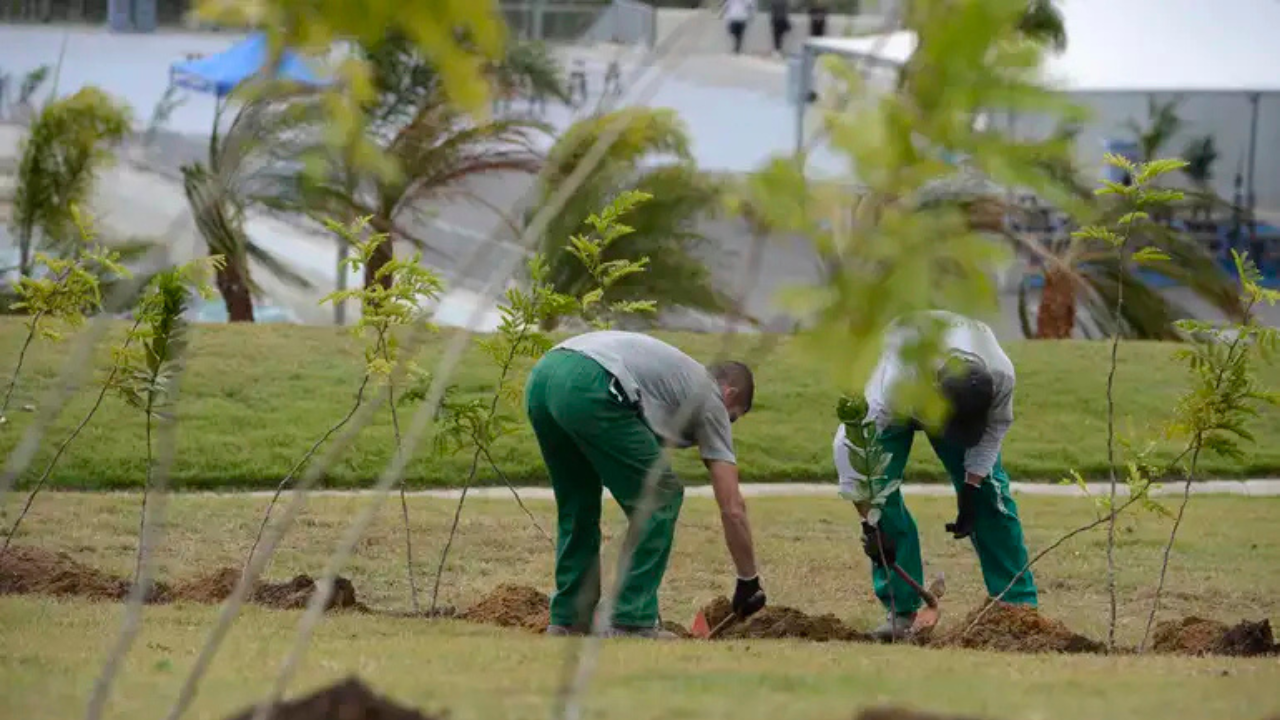 Comurg revitaliza praças e canteiros de Goiânia com plantio de 70 mil mudas