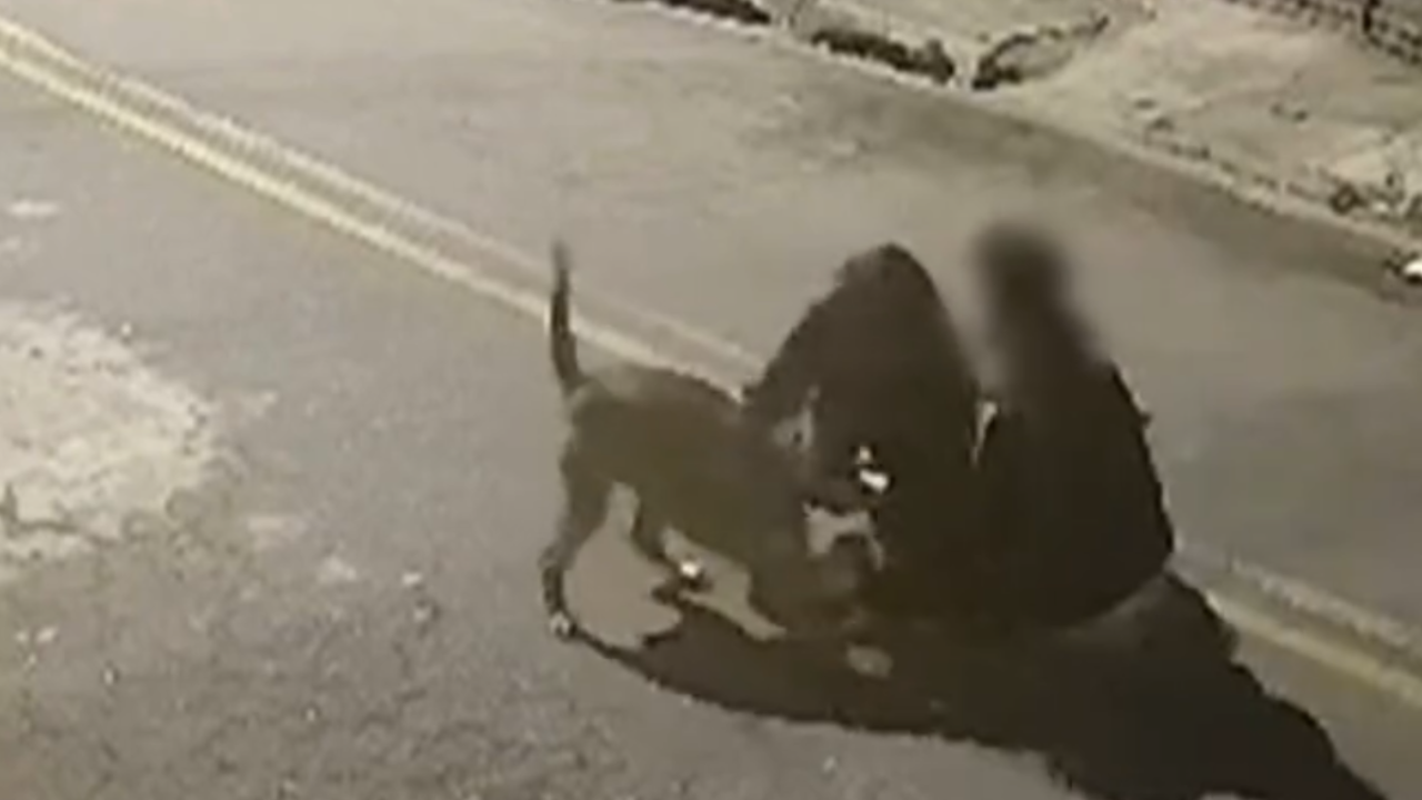 Cachorro da raça pitbull ataca dois irmãos em São Paulo e crianças são hospitalizadas; veja vídeo