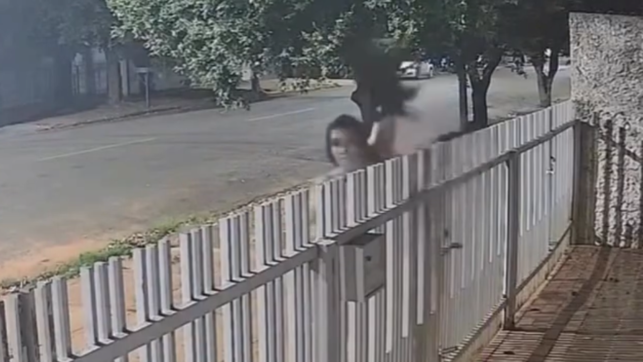 Mulher furta filhote de shih tzu e câmeras registram ação na madrugada; veja vídeo