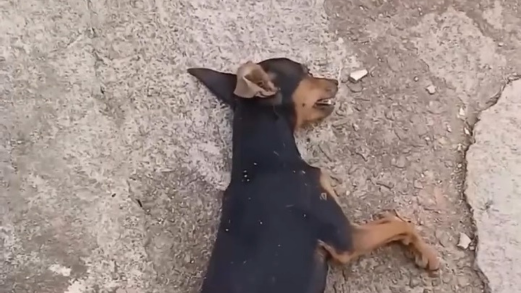 Vídeo: Moradores de Senador Canedo denunciam possível envenenamento de animais