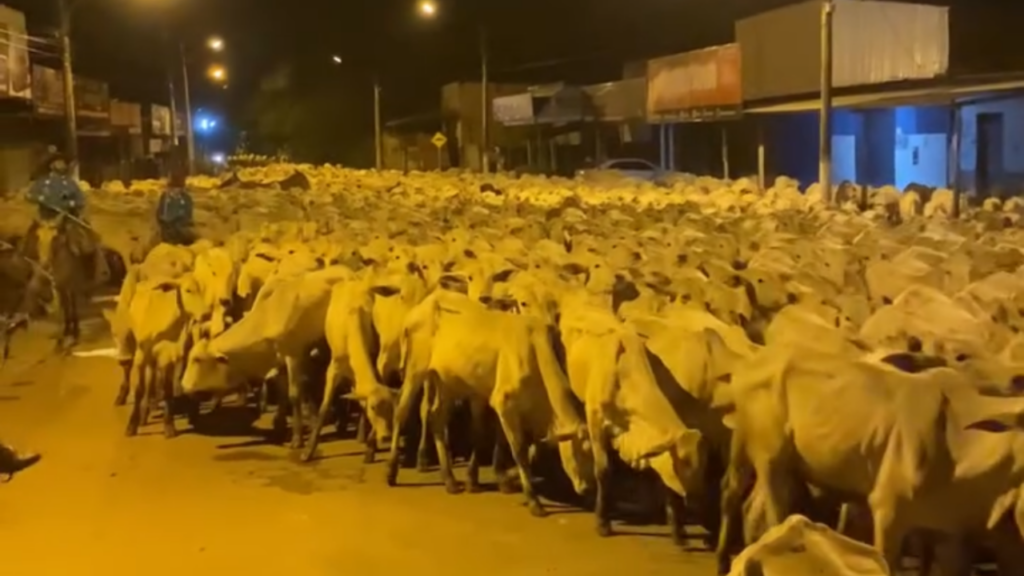 Boiada de 1,4 mil animais atravessa Cidade de Goiás de madrugada e vídeo encanta web; veja vídeo