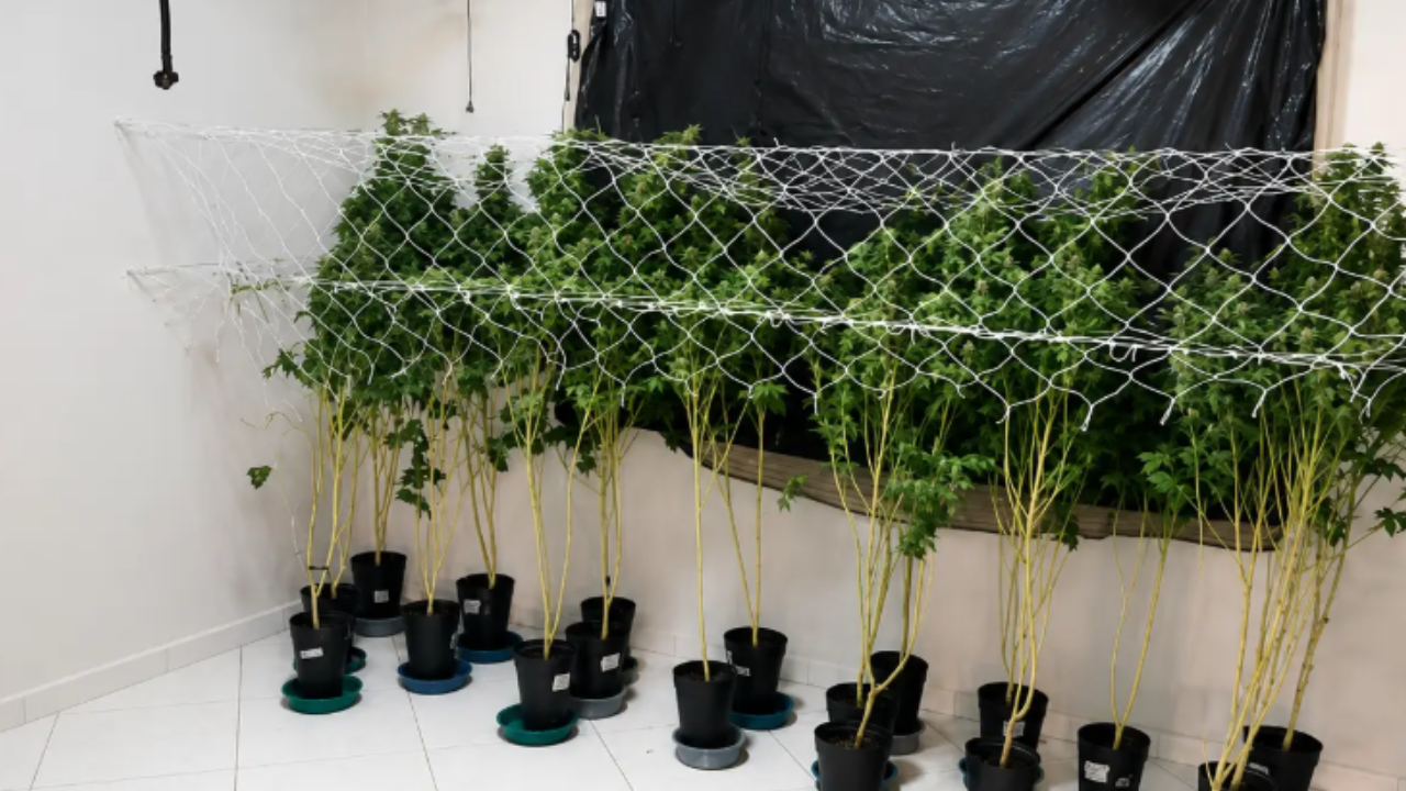 Investigação revela furto de energia em imóvel usado para produzir maconha, em Anápolis