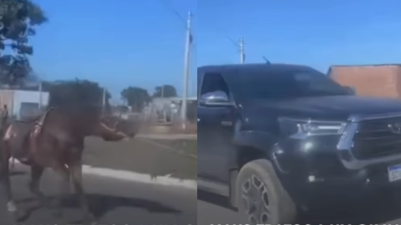 Cavalo é arrastado por camionete em Goiânia e caso causa indignação; veja vídeo