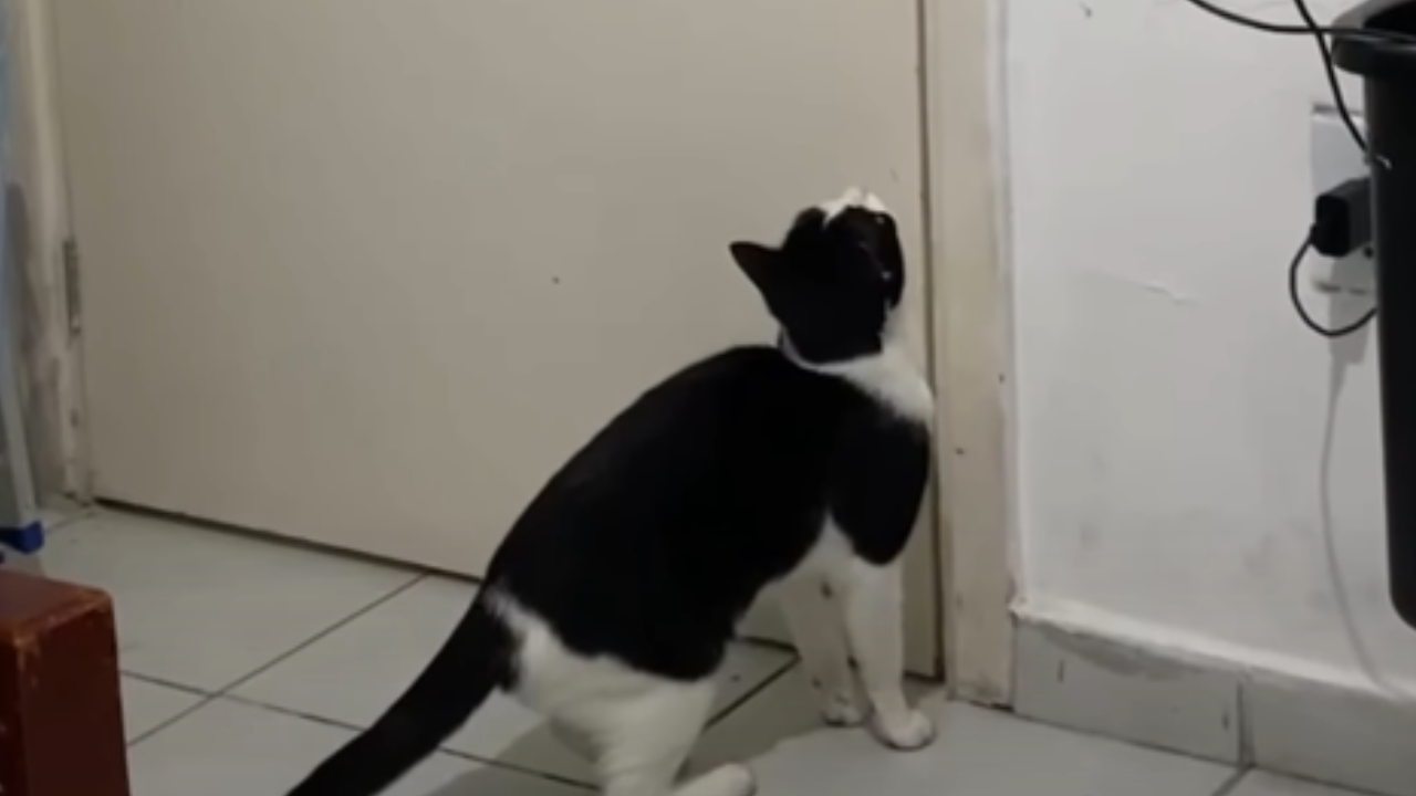 Lua surpreende tutores ao aprender sozinha a abrir portas dentro de casa; veja vídeo