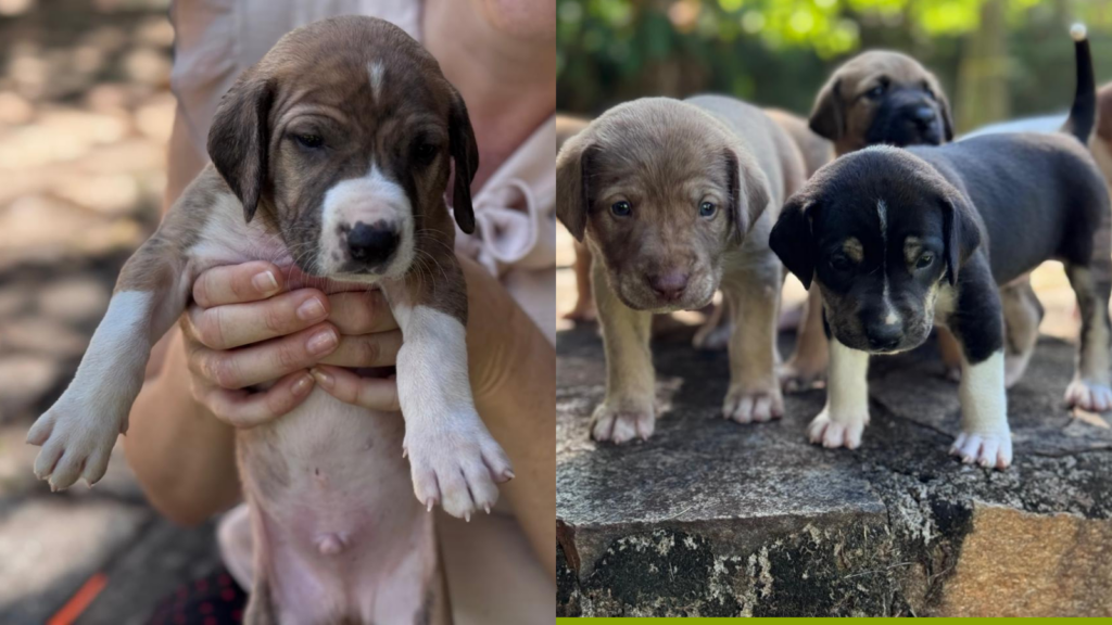 Prefeitura de Goiânia abre 1,5 mil vagas para castração gratuita de cães e gatos