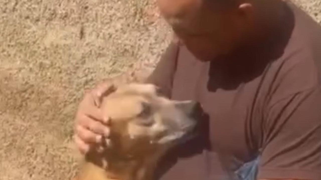 Cachorro abraça caminhoneiro em reencontro emocionante após dias na estrada; veja vídeo