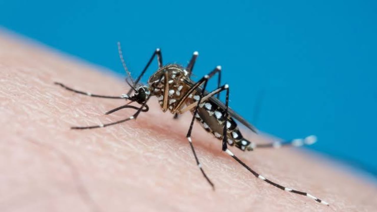 Dengue em Goiás tem alta de 15% e 75 mortes em 2026; sorotipo 3 preocupa