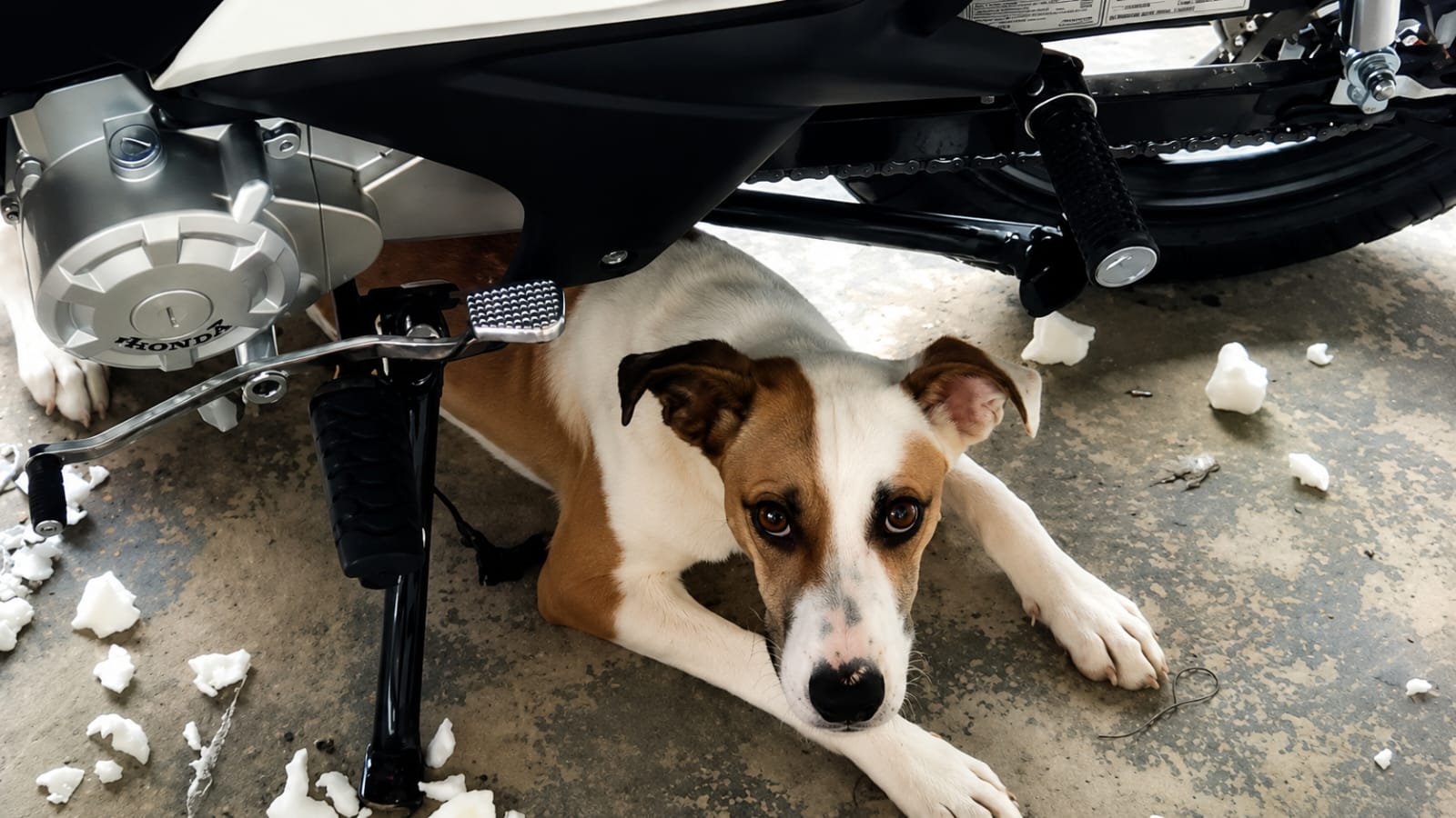 Vídeo: Cachorra destrói banco de moto nova e viraliza nas redes sociais