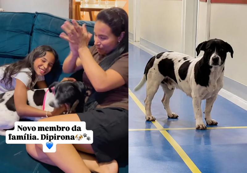 Após morte de antigo dono, cão que esperou por tutor na UPA Jardim América encontra nova família em Goiânia