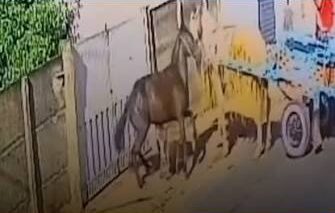 Pitbull ataca cavalo em Inhumas e leva coice após reação do animal