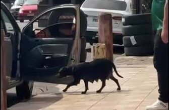 Câmera flagra homem abandonando cadela em avenida de Anápolis; autor pode responder por crime