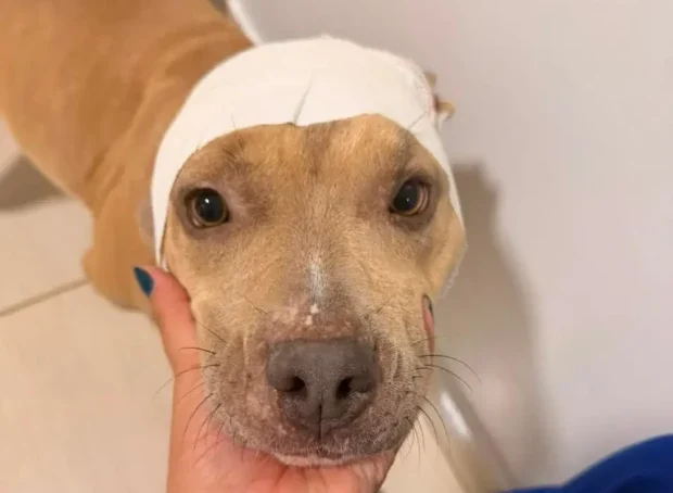 Cachorra Fênix, resgatada de maus-tratos graves em Goiânia, busca lar sem outros animais