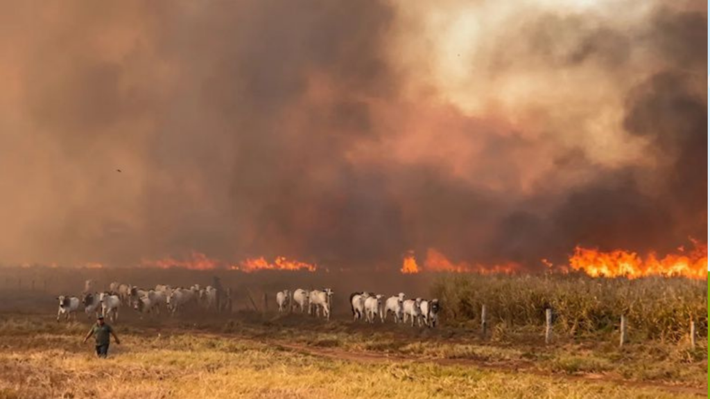Vídeo mostra bois tentando escapar de incêndio florestal a 82 km de Cuiabá (MT)