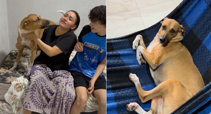 Cachorro se irrita ao perceber que garoto fazia carinho em seu lugar e vídeo diverte internautas