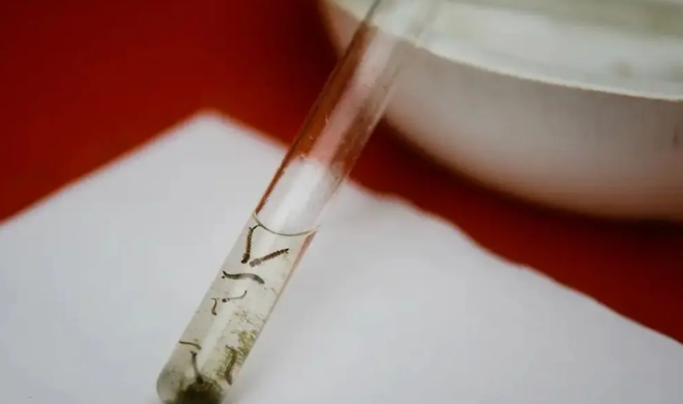 IA prevê avanço da dengue em Goiânia e oferece novo suporte à vigilância epidemiológica