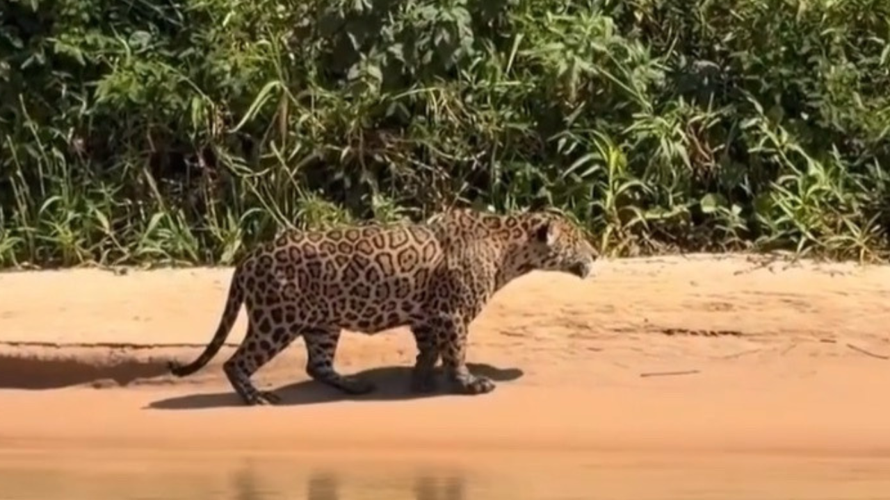 Onça-Pintada captura Jacaré às margens de rio no pantanal. Veja vídeo