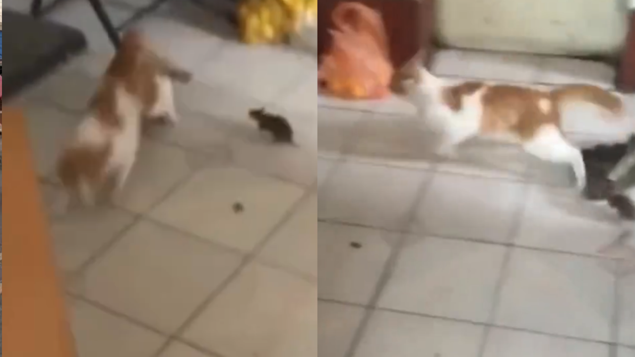 Gato vai ao sítio, vê rato pela primeira vez e leva susto quando presa corre atrás dele; veja vídeo