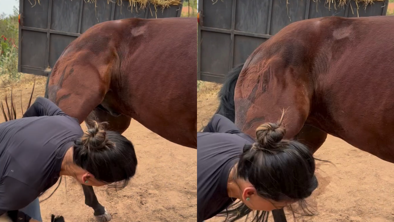 Mulher leva coice de cavalo ao olhar parte de baixo do animal e cai; veja vídeo