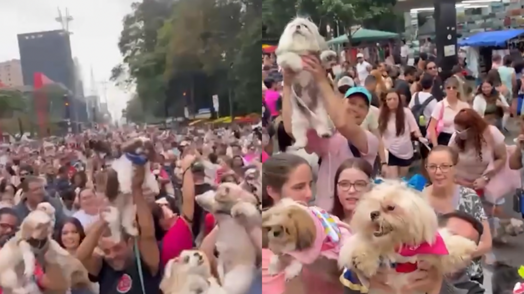 Vídeo: Mais de 1 mil shih tzus tomam conta da Avenida Paulista em desfile de confraternização