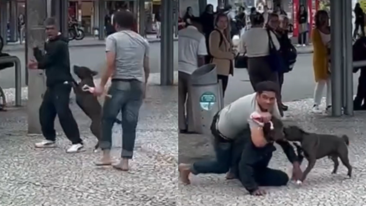 Cachorro entra em briga e defende tutor durante confusão em praça. Assista ao vídeo