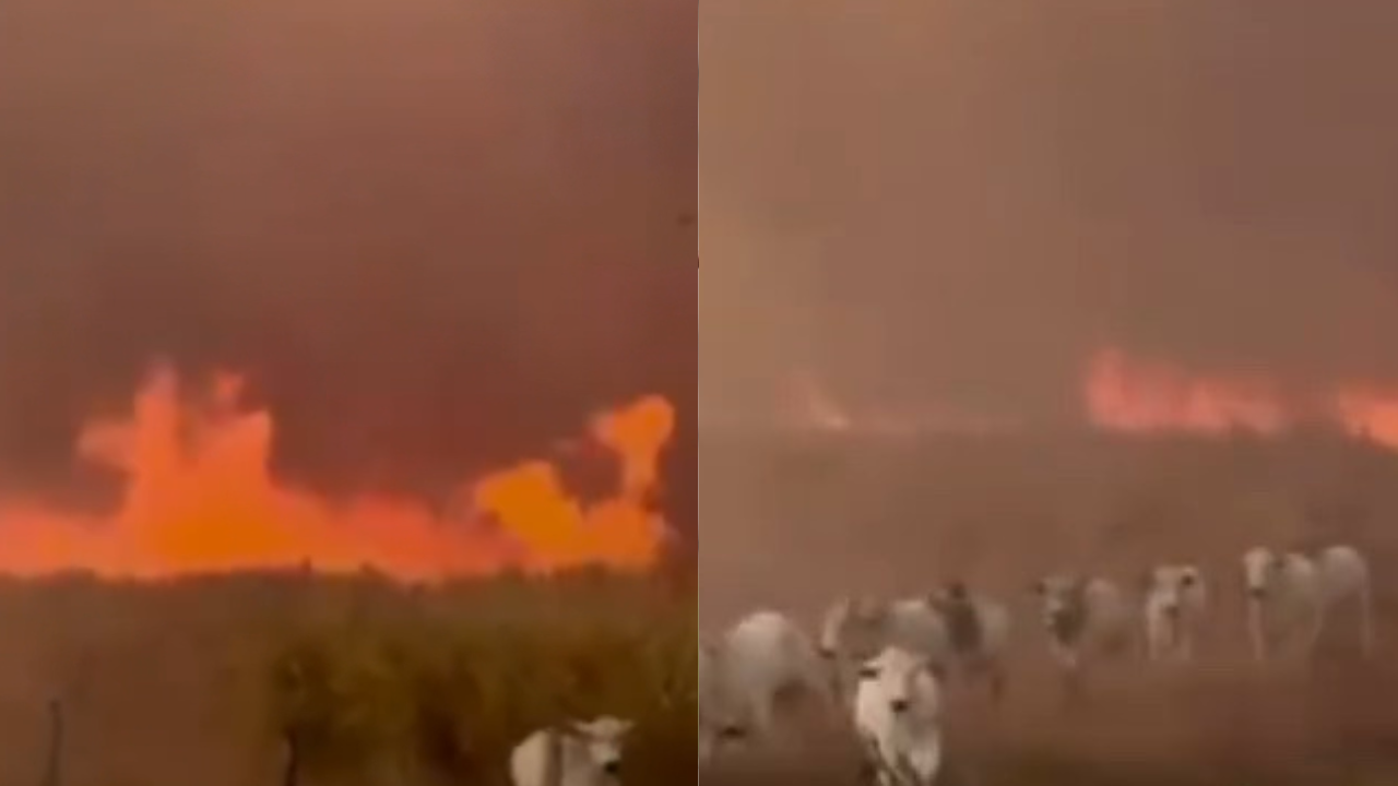 Incêndio florestal no Mato Grosso avança sobre pastagens e ameaça fazendas próximas à BR-364; veja vídeo