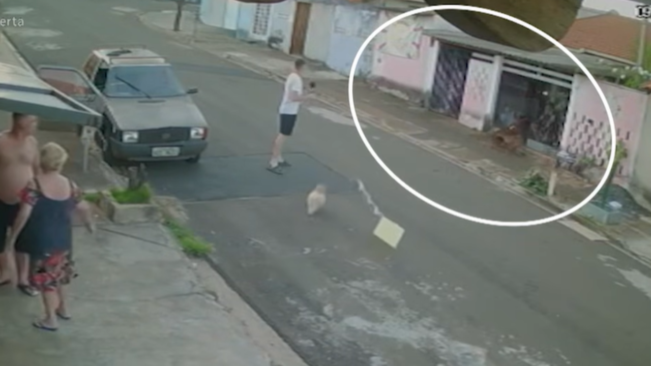 Ataque de pitbull termina com morte de animal e duas pessoas feridas; veja vídeo