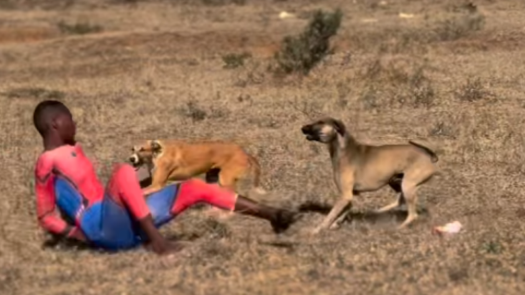 Vídeo: Jovem fantasiado de Homem-Aranha é perseguido por cães e usa máscara para se defender