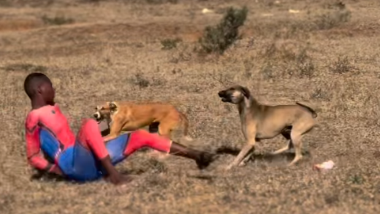 Vídeo: Jovem fantasiado de Homem-Aranha é perseguido por cães e usa máscara para se defender