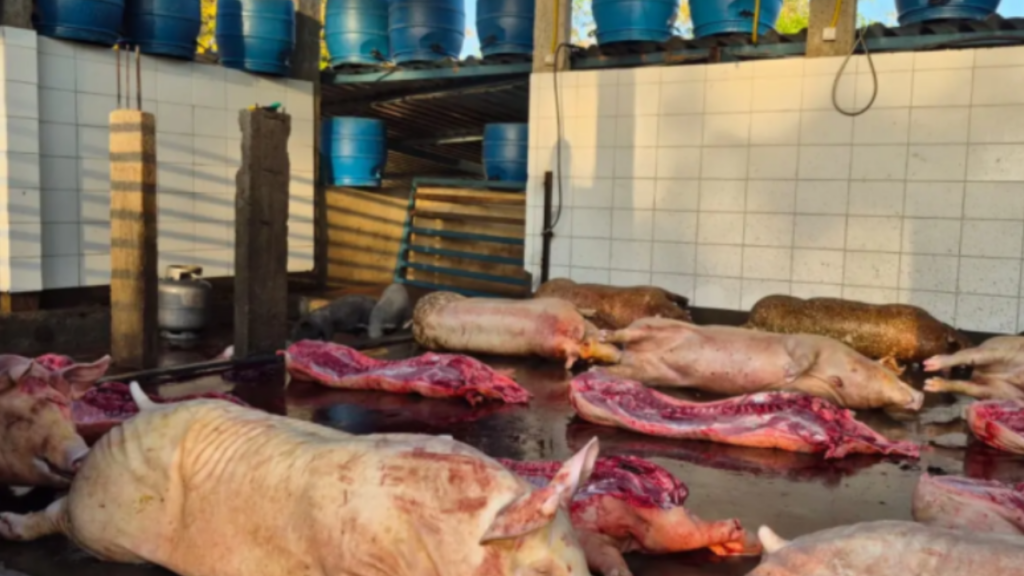 Agrodefesa fecha ponto clandestino de abate com 86 suínos em Rialma